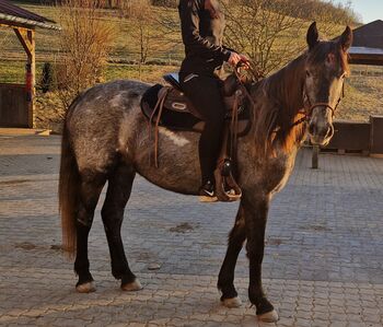 Cruzado Stute, 4 Jahre, Stockmaß aktuell 150 cm