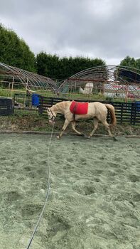 Cruzado Spanier Dringend, Stephanie , Horses For Sale, Neundorf (Anhalt)