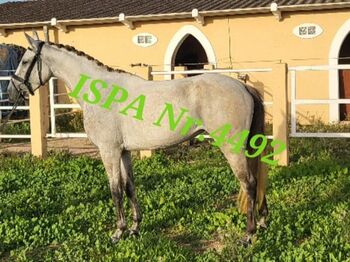 Cruzado Stute PSL/PRE / dt. Warmblut, ISPA - Iberische Sportpferde Agentur (ISPA - Iberische Sportpferde Agentur), Pferd kaufen, Bedburg