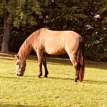 Cruzado Wallach 7J. zu verkaufen, Barbara , Horses For Sale, Schönherrn