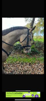 Cruzado Wallach, Sven, Horses For Sale, Emden