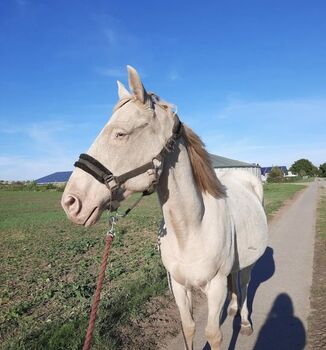 Cruzado Wallach, Hannah Kuske, Horses For Sale, Staßfurt