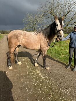 Cruzado Wallach, Elisabeth , Horses For Sale, Weeze