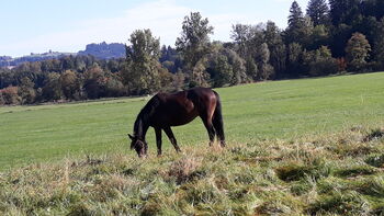 Cruzadowallach, Ellen Westendorf , Horses For Sale, Röthenbach (Allgäu)