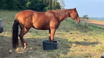 Liebevolle Quarter Horse Zuchtstute mit guter Abstammung sucht 5 Sterne-Zuhause, Kerstin Rehbehn (Pferdemarketing Ost), Konie na sprzedaż, Nienburg