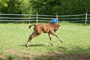 Neugieriges, gut gebautes Quarter Horse Stutfohlen