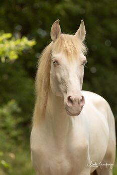 Curro Torreluna - PRE Pura Raza Espanola, Deckhengst, 9 Jahre, Perlino mit blauen Augen, WOW Pferd  (WOW Pferd), Pferd kaufen, Bayern - Attenkirchen