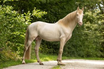 Curro Torreluna - PRE Pura Raza Espanola, Deckhengst, 9 Jahre, Perlino mit blauen Augen