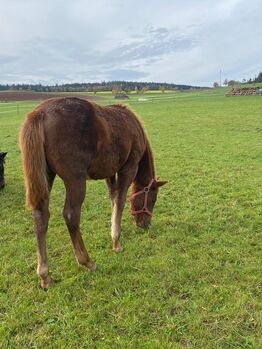 Niedliches, kräftiges Paint Horse Stutfohlen