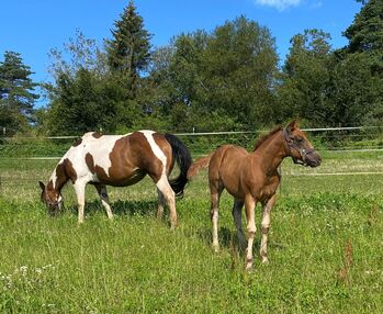 Niedliches, kräftiges Paint Horse Stutfohlen