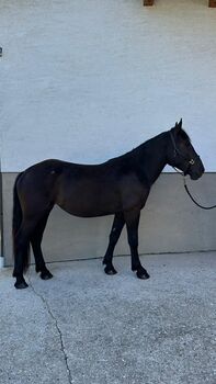 Noriker Rapp Stute (Sydney)