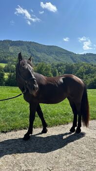 Noriker Rapp Stute (Sydney)