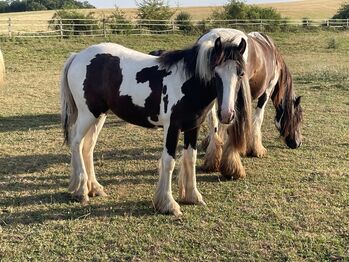 Irish Cob Stutfohlen in black Tobiano