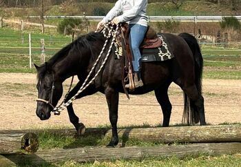 schwarze, kinderliebe Quarter Horse Stute, Kerstin Rehbehn (Pferdemarketing Ost), Konie na sprzedaż, Nienburg