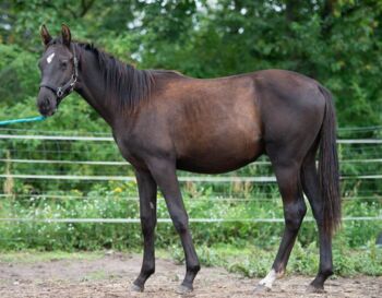 Schwarzer Trakehner von Hitmos, Kerstin Rehbehn (Pferdemarketing Ost), Konie na sprzedaż, Nienburg