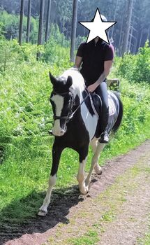 Rappschecken-Wallach mit Charme und Talent - ein echtes Wohlfühlpferd