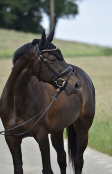 Tschechische Warmblutstute, Jäckle, Horses For Sale, Rielasingen-Worblingen