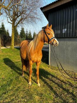 Red dun farbene, typvolle Reitpony Stute