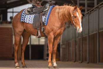 Red roan Quarter Horse Wallach mit top Abstammung, Kerstin Rehbehn (Pferdemarketing Ost), Konie na sprzedaż, Nienburg