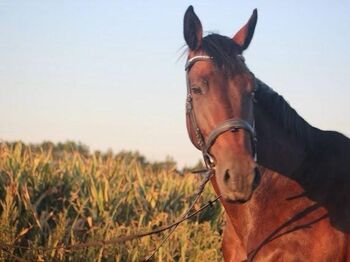 Liebevolle ÖWB-Stute, 14 Jahre, springorientiert ausgebildet bis Klasse L
