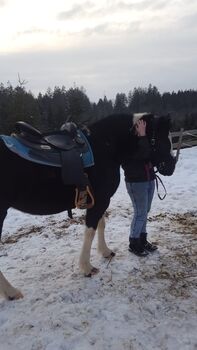 Dakota Haflinger Mix, Lenya Wolfschluckner , Horses For Sale, St. Aegidi