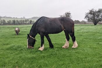 Dane Valley Queen of the Roses