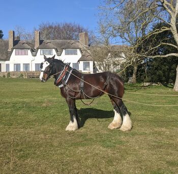 Dane Valley Queen of the Roses, Gillick , Horses For Sale, Grimsby 