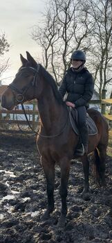 Danish Warmblood Gelding For Sale