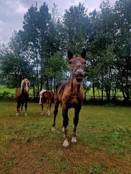 Dunkelfuchsstute, Desiree Pirker, Horses For Sale, RIEGERSDORF 