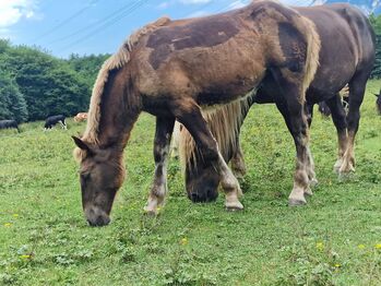 Dunkelfuchsstute 🤍 Sunny 🤎 sucht ihren Herzensmensch, Desiree Pirker, Horses For Sale, RIEGERSDORF 