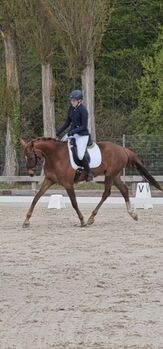 Dunkelfuchs mit Traumcharakter für Jedermann- für Sport & Freizeit