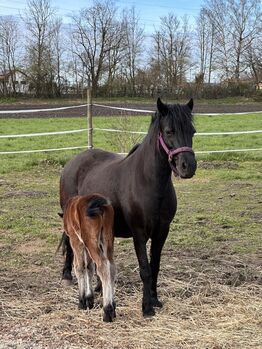 Dartmoorpony Hengstfohlen, Heike  Schwaiger , Horses For Sale, Langenpreising