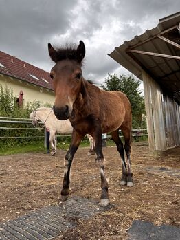 Dartmoorpony Hengstfohlen, Heike  Schwaiger , Horses For Sale, Langenpreising