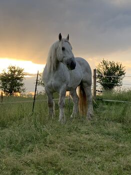Imposanter Boulonnais-Wallach Djengo du Boncoin – 13 Jahre – 1,71 m – Schimmel, Torben, Horses For Sale, Dortmund