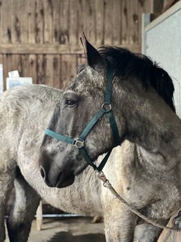 Lieber 2 1/2 Jähriger Noriker