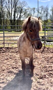 Liebe 3 jährige Farbwechsler Stute, SterniStall , Horses For Sale, Bexbach