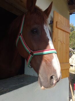 Lieber Dunkelfuchs, 12 Jahre, Verlasspferd, Nikol Steincke , Horses For Sale, Nagyszokoly 