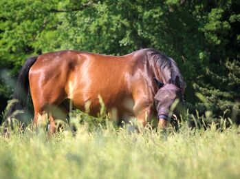 Lieber Wallach in beste Hände abzugeben