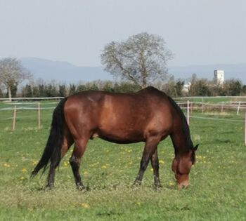 Lieber Wallach, Falk Michaela, Horses For Sale, Bad Krozingen