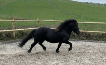 Liebe Isländer Stute