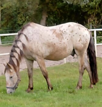 Liebes Freizeit/Beistellpferd