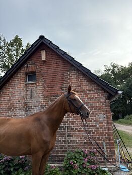 Liebes Freizeitpferd