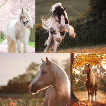 Liebes Pferdchen gesucht, Mia, Horses For Sale, Bayern 