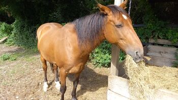 Lieber Pony Wallach mit Go zu verkaufen