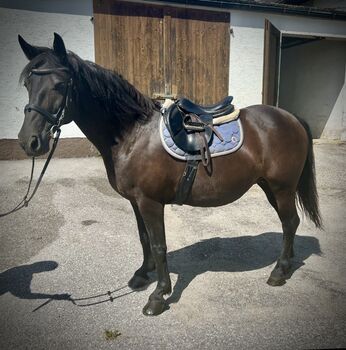 Liebes Ausreit- Freizeitpferd! ♥️🐴🥕