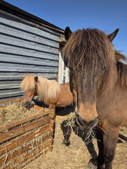 Liebe Shettystute in beste Hände