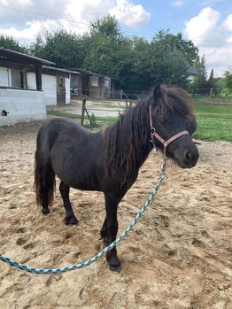 Liebe Shetty/Pony/Shetlandpony
