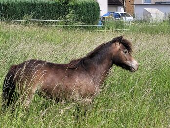Liebe etwas unscheinbare Jungstute Partbred Shetlandpony