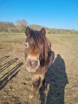 Liebe etwas unscheinbare Jungstute Partbred Shetlandpony