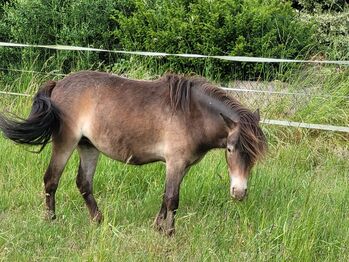 Liebe etwas unscheinbare Jungstute Partbred Shetlandpony, Nadine  (Shettyzucht Frechdachs ), Horses For Sale, Heringen